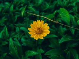 Green Tropical Leaves Background In The Park Leaves In The Forest Nature Leaves Background photo