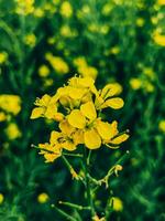 en el medio de un violación campo, un de cerca de un violación flor foto