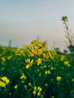 In the midst of a rape field, a close-up of a rape flower photo