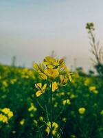 en el medio de un violación campo, un de cerca de un violación flor foto