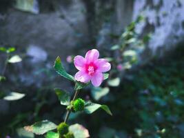 salvaje urea lobata flor floreciente en el rosado color. el planta es además conocido como César hierba. foto