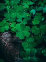 el hojas de un verde trébol son aislado en un blanco antecedentes. tres hojas tréboles adornar el cima. fiesta símbolo para S t. patrick's día. foto