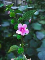 Wild urena lobata flower blooming in the pink color. The plant is also known as Caesar weed. photo