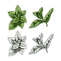 Organic food. Hand-drawn colored and monochrome vector sketch of mint leaves. Doodle vintage illustration. Decorations for the menu and labels. Engraved image.