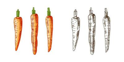 Organic food. Hand-drawn colored and monochrome vector sketches of carrots. Doodle vintage illustration. Decorations for the menu and labels. Engraved image.