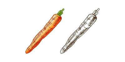 Organic food. Hand-drawn colored and monochrome vector sketches of carrot. Doodle vintage illustration. Decorations for the menu and labels. Engraved image.