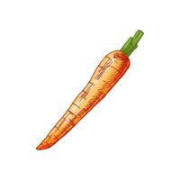 Organic food. Hand-drawn colored vector sketch of carrot. Doodle vintage illustration. Decorations for the menu and labels. Engraved image.