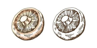 Organic food. Hand-drawn colored and monochrome vector sketch of champignon. Doodle vintage illustration. Decorations for the menu of cafes and labels. Engraved image.