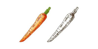 Organic food. Hand-drawn colored and monochrome vector sketches of carrot. Doodle vintage illustration. Decorations for the menu and labels. Engraved image.