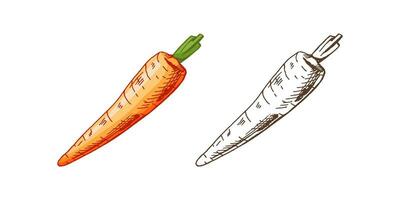 Organic food. Hand-drawn colored and monochrome vector sketches of carrot. Doodle vintage illustration. Decorations for the menu and labels. Engraved image.