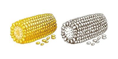 Organic food. Hand-drawn colored and monochrome vector sketch image of ear of corn. Doodle vintage illustration. Decorations for the menu of cafes and labels.