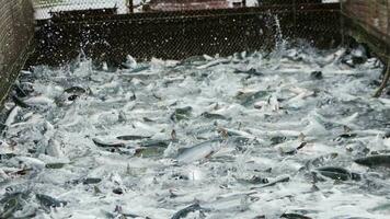 A slow motion shot of pink salmon splashing in a fishing net video