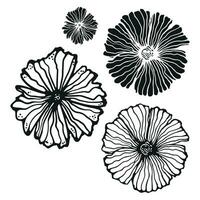 Black and white sheet. Vector illustration highlighted on a white background. For nature, eco and design. Hand-drawn plants, a frame for a postcard.