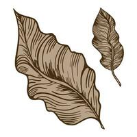 The botany leaf. Vector illustration highlighted on a white background. For nature, eco and design. Hand-drawn plants.