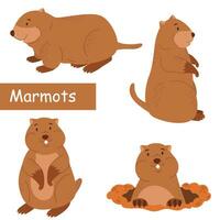 linda marmota roedores conjunto de caracteres. vector ilustración de un marmota para tu diseño.