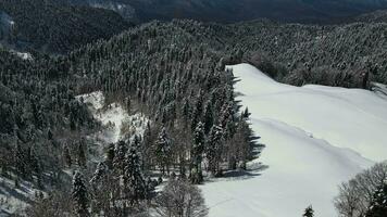 Antenne. schneebedeckt Berghang mit Tanne Bäume. Kaukasus Berge video