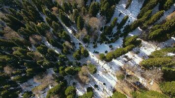 Aerial. vertical downward view of tall coniferous trees and snow between them video