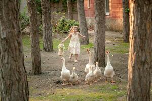 Happy tween girl running after flock of geese in courtyard of country house on summer day photo