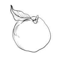 black and white hand drawing of a pomegranate fruit vector