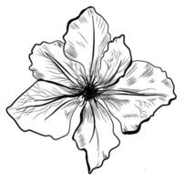 a sketch of clematis, a vector illustration of a flower