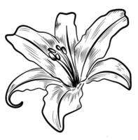 lily flower hand drawing vector