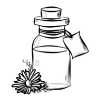 a bottle of chamomile essential oil vector