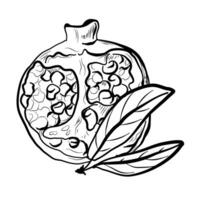 pomegranate fruit coloring book hand drawing vector