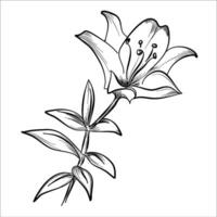 hand drawing of a lily flower, vector