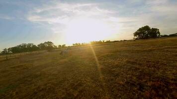 Herd of horses running across a field at sunset. Drone Fpv video. video