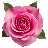 AI generated Rose, valentine concept. png