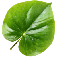 ai generiert Blatt, Natur Konzept. png