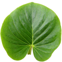 AI generated leaf, nature concept. png