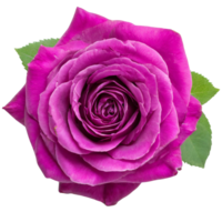 AI generated Rose, valentine concept. png