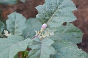 Plant of Terong ungu, or Solanum melongena. Leaves, Flower Fruit and Plant of Eggplant, nature Background leaves. photo