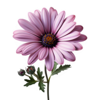 AI generated pink daisy isolated on transparent background ,pink daisy flower png ,generative ai