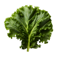 AI generated kale plant isolated on transparent background ,generative ai png