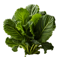 AI generated kale plant isolated on transparent background ,generative ai png