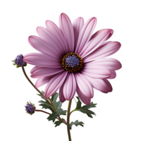 AI generated pink daisy isolated on transparent background ,pink daisy flower png ,generative ai