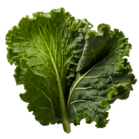 AI generated kale plant isolated on transparent background ,generative ai png