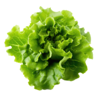 AI generated Green oakleaf lettuce Isolated on white background png