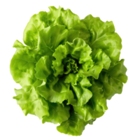 AI generated Green oakleaf lettuce Isolated on white background png