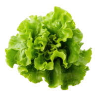 AI generated Green oakleaf lettuce Isolated on white background png