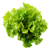 AI generated Green oakleaf lettuce Isolated on white background png