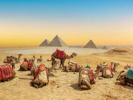 Camels near pyramids photo