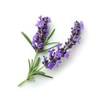 AI generated lavender flower isolated photo