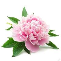 AI generated pink peony flower isolated photo