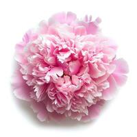 AI generated pink peony flower isolated photo