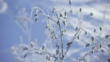 congelado arbusto cubierto con nieve video