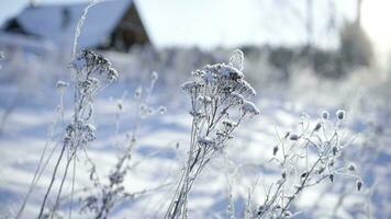 frozen grass sways in the wind. a frosty day in the village video