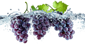 uvas con agua chapoteo y hojas aislado en transparencia antecedentes png